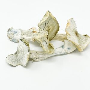 buy Albino A+ Magic Mushroom in australia online