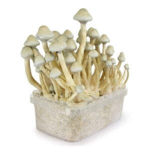 buy Albino A+ Mushroom Grow kit in australia online