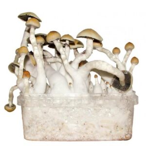 buy Albino Penis Envy Mushroom Grow kit in australia online