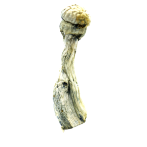 buy Albino Penis Envy Mushroom in australia online