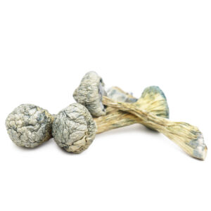 Buy Albino Treasure Coast Magic Mushrooms in australia