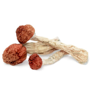 buy Amazonian Mushroom in australia online
