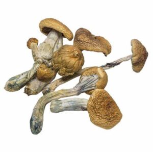 buy B+ Magic Mushroom in australia online