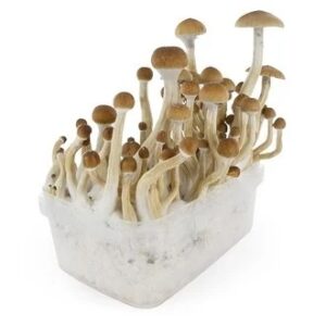 Buy B+ Mushroom Grow kit in Australia online