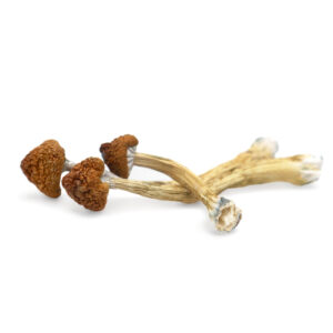 buy Big Mex Magic Mushrooms in australia online