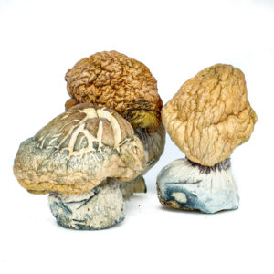 buy Burmese Magic Mushrooms in australia online