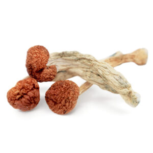 buy Cambodian Magic Mushrooms in australia online