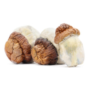 Buy Code Blue Magic Mushrooms in australia online