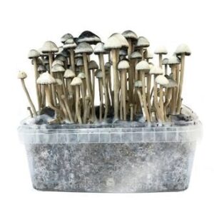 buy Copelandia Hawaiian Mushroom Grow kit in australia