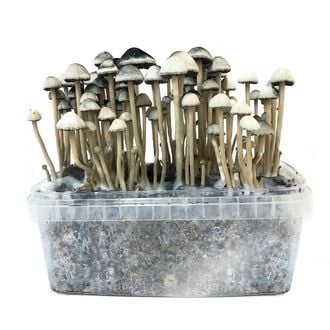 buy Copelandia Hawaiian Mushroom Grow kit in australia