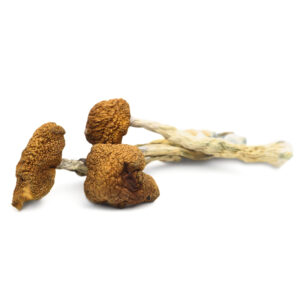 Buy Daddy Long Legs Magic Mushrooms in australia online