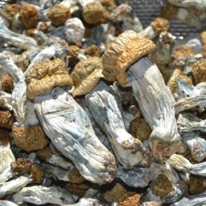 buy Ecuadorian Magic Mushrooms in australia online