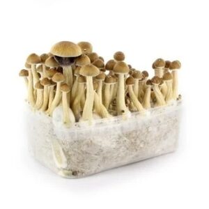 buy Ecuadorian Mushroom Grow Kit in australia online