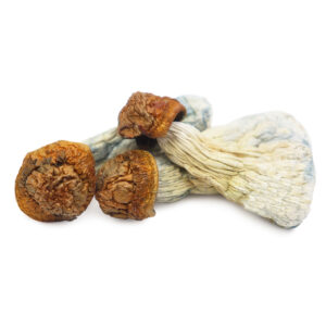 buy Gold Member Magic Mushrooms in australia online