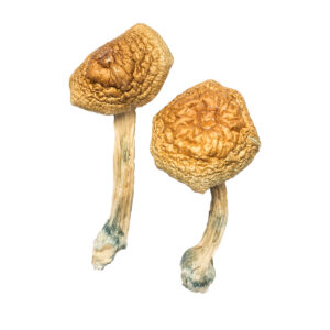 Buy Golden Mammoth Magic Mushrooms in australia online