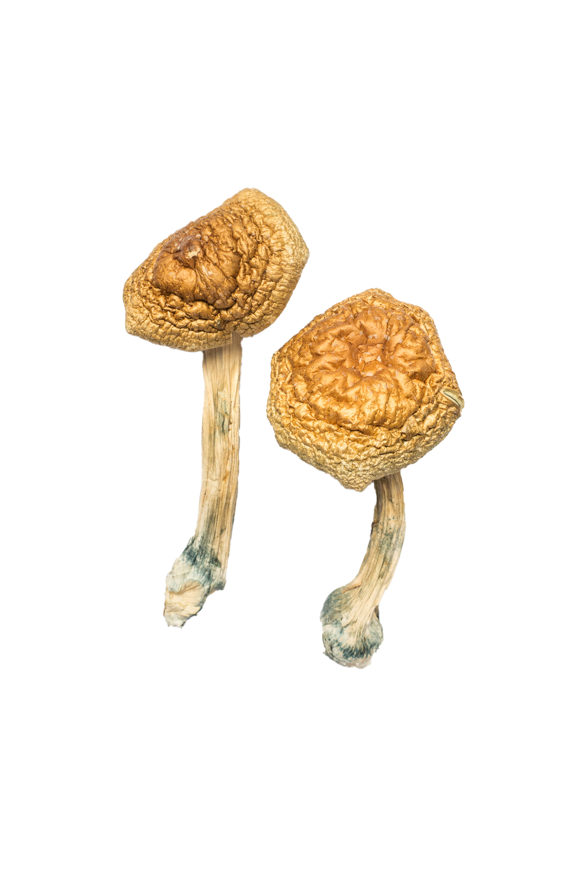 Buy Golden Mammoth Magic Mushrooms in australia online