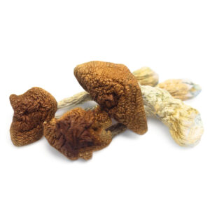 buy Golden Teacher Magic Mushrooms in australia online