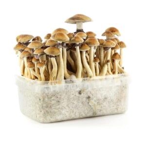buy Golden Teacher Mushroom Grow Kit in australia online