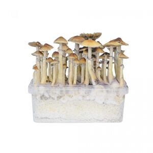 buy Hawaii Mushroom Grow Kit in australia online