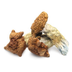 Buy King Kong Magic Mushrooms in australia online