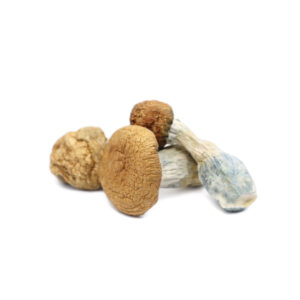 Buy Makilla Gorilla Magic Mushrooms in australia online