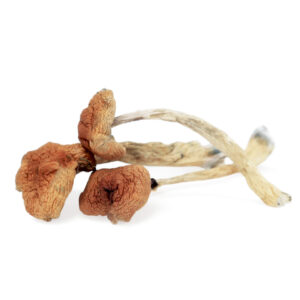 buy Malabar Magic Mushrooms in Australia online