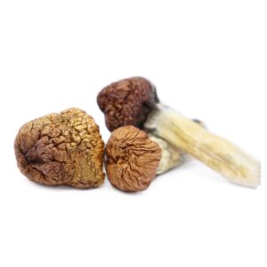buy Mazatapec Magic Mushrooms in australia online
