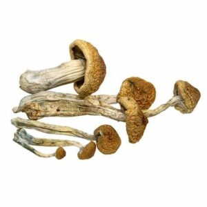 buy McKennaii Magic Mushrooms in australia online