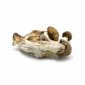 buy Melmac Magic Mushrooms in australia online