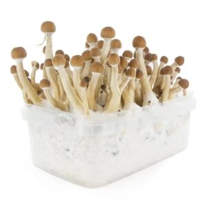 buy Mexican Mushroom Grow Kit in australia online