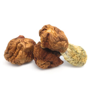 Buy Penis Envy Dino Eggs Magic Mushrooms in australia