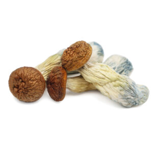 buy Penis Envy Magic Mushrooms in australia online