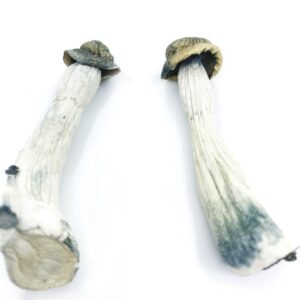 buy Psilocybe Azurescens Magic Mushrooms in australia