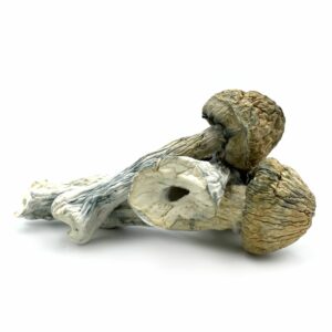 Buy Thrasher Magic Mushrooms in australia online