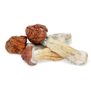 buy Tidal Wave Magic Mushrooms in australia online