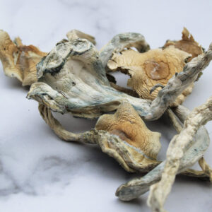 buy Treasure Coast Magic Mushrooms in australia online