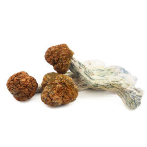 Buy Trinity Magic Mushrooms in Australia Online