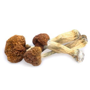Buy Vietnamese Magic Mushrooms in australia online