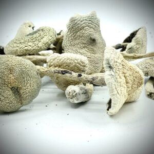 buy White Teacher Magic Mushrooms in australia online
