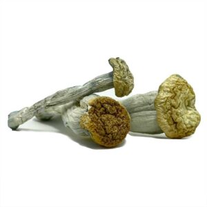 buy Yeti Magic Mushrooms in australia online